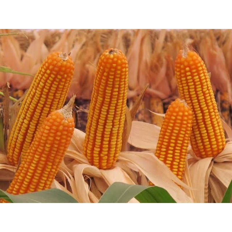 เขียวนาโน  แคปซูล อาหารพืชราคาส่ง - รูปที่ 5