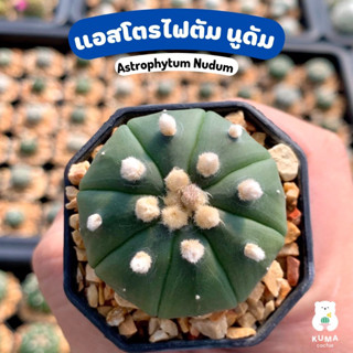 💚 Astrophytum Nudum แอสโตรไฟตัม 🌵🔆-- แคคตัส กระบองเพชร