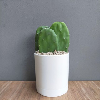 ต้นโอพันเทีย Opuntia พร้อมกระถางMinimal4"นิ้ว+จานรอง+หินเกล็ด