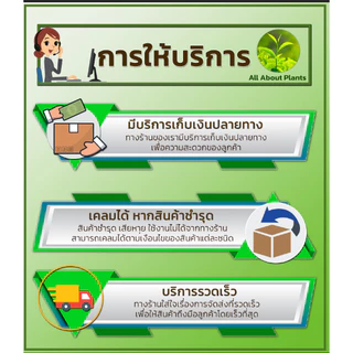 โนมินี่ + ซันบินเดอร์ 100ml. + 100ml. บิสไพริแบกโซเดียม สารกำจัดวัชพืช กำจัดหญ้า ในนาข้าว กำจัดหญ้าแดง หญ้ากระดูกไก่