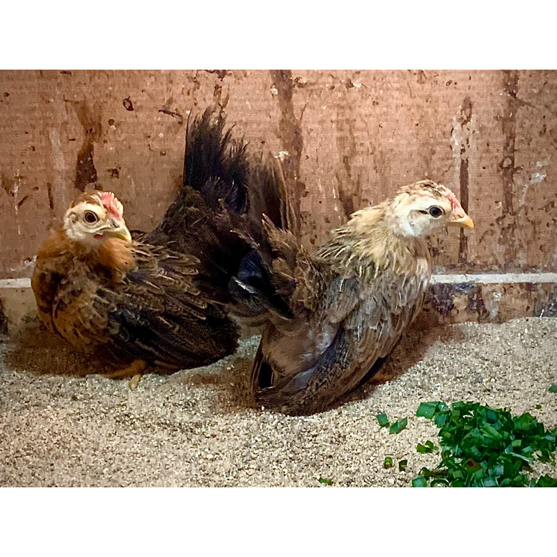 ไข่เชื้อไก่เบตง สำหรับการฟัก 10 ฟอง