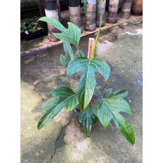 ฟิโลเดนดรอนแพนดูริฟอร์ม/Philodendron panduriforme ทรงใบน่ารักมาก(ไม้วางข้อ)