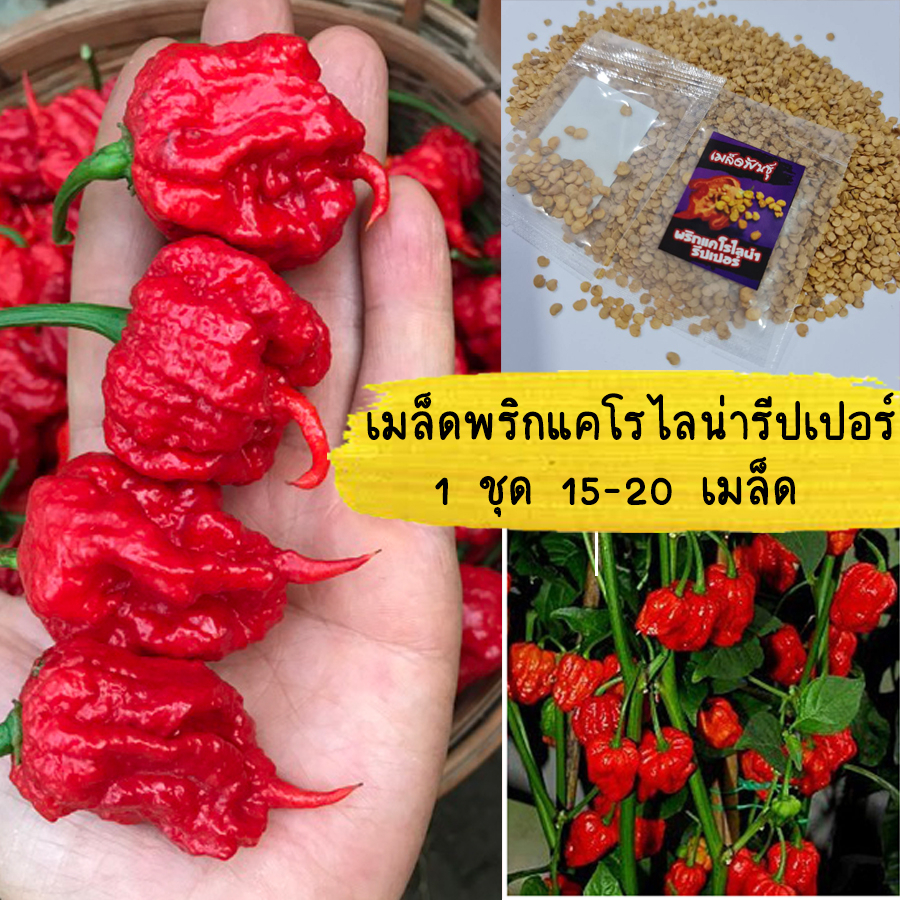 เมล็ดพันธุ์พริกแคโรไลน่ารีพเปอร์ เผ็ดที่สุดในโลก ระดับความเผ็ด ถึง 2,200,000 (SHU) 1 ชุด 15-20 เมล็ด