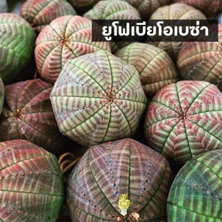 [ถูกที่สุด]ยูโฟเบียโอเบซ่า Euphorbia Obesa แคคตัส cactus กระบองเพชร