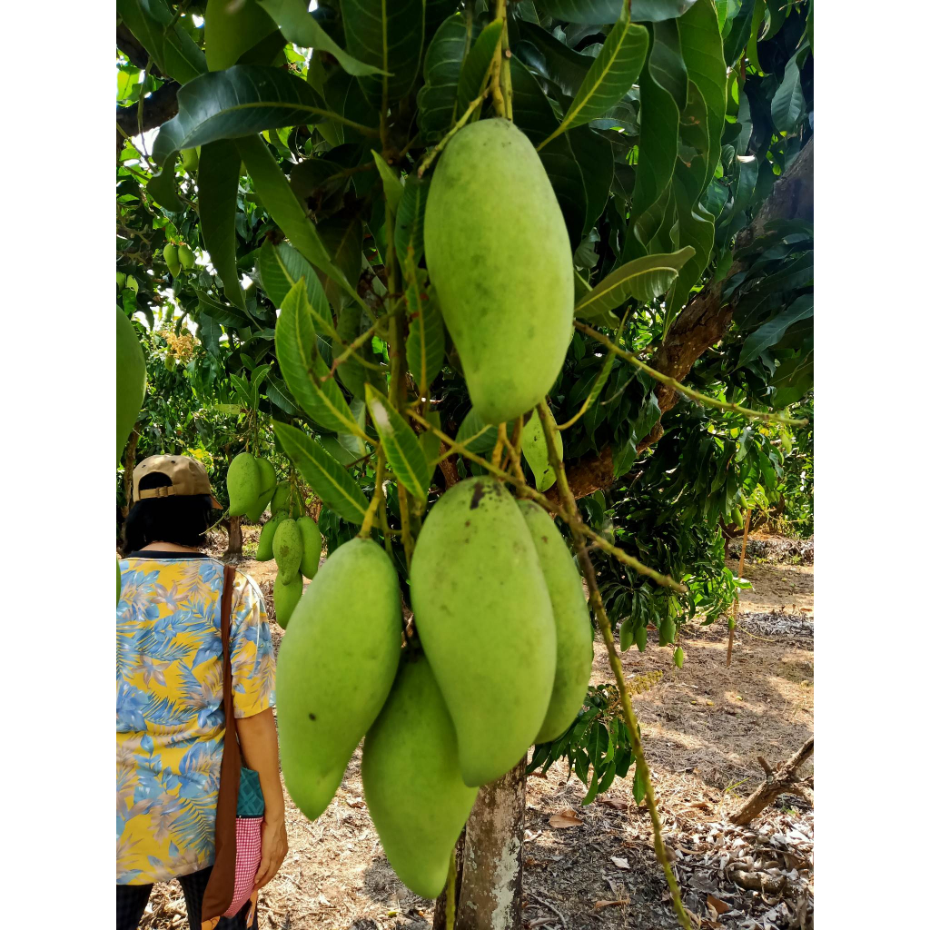 🥭มะม่วงน้ำดอกไม้ 1 กิโล(คละไซร์)🌱แก่จัด ปลูกตามธรรมชาติ 🌱
