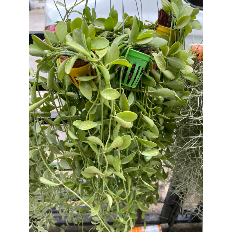 เดฟเขียว/เดฟด่าง พร้อมลวดแขวน ไม้ฟอกอากาศประจำบ้าน (มีแบบขายยกพวง10กระถางอีกโพสนะคะ) - รูปที่ 3