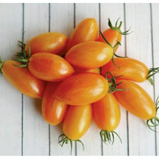 เมล็ดพันธุ์มะเขือเทศเชอร์รี่ บลัช ไทเกอร์ (Blush Tiger Cherry Tomato Seed) บรรจุ 15 เมล็ด ของแท้ คุณภาพดี ราคาถูก นำเข้า