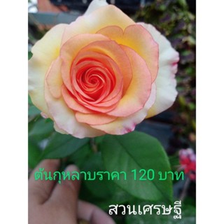 ต้นกุหลาบส้มเหลืองสีตามภาพ120 บาท