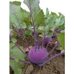 กะหล่ำปมม่วง (Purple Kohlrabi) ทรงกลมหรือกลมแป้นข้างในมีเนื้อแน่นฉ่ำน้ำสีขาว รสชาติหวานกรอบ พร้อมปลูกกล้าละ10บาท