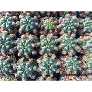 🌵💥ยิมโนแม่ลูกดก💥🌵 Gymnocalycium anisitsii damsii  ไม้ชำหน่อ ต้นแคคตัส ขนาด 4-5 ซม.  (แคคตัส กระบองเพชร)