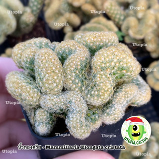 แมมนิ้วทองคริส - Mammillaria Elongata cristata /// ล้นๆ กระถาง2นิ้ว