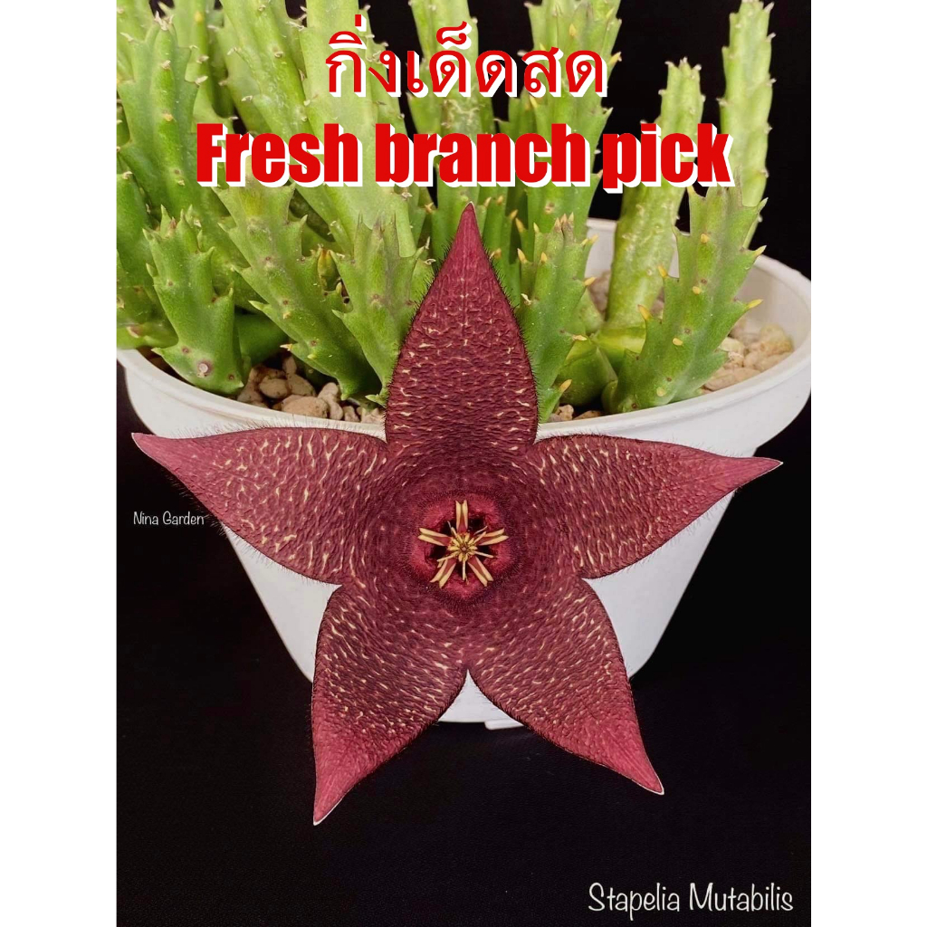 เก๋งจีน Stapelia Mutabilis  *กิ่งเด็ดสด* แคคตัส ไม้อวบน้ำ Cactus and Succulent