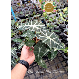 เเก้วสารพัดนึก Alocasia sanderiana Bull