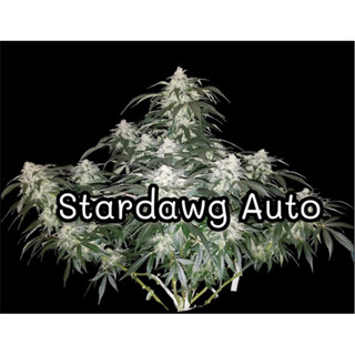 เมล็ดพันธ์ Stardawg✅รับประกันการงอก✅