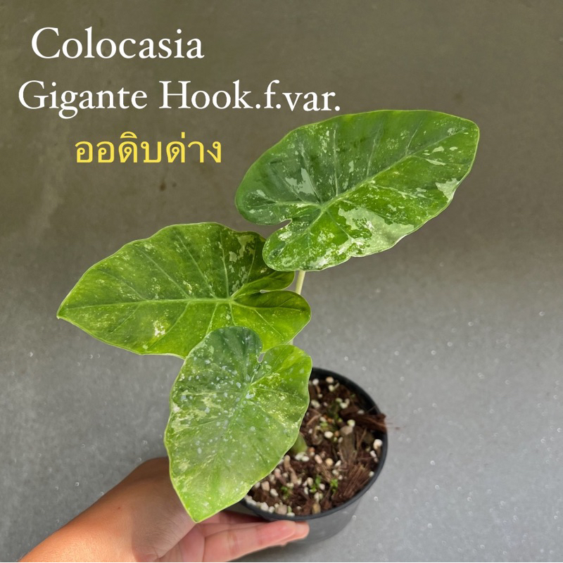 Colocasia gigante Hook. f. var. ออดิบด่างลายสวย เลือกต้นได้