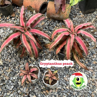 สับปะรดสี คริปแทนทัส ลูกพีช - Cryptanthus peach 🍑