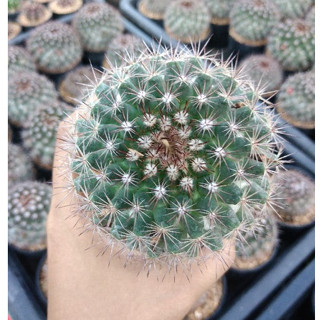 🌵💥แมมมิราริสหนามแดง 💥 ต้นใหญ่ Mammilaria mammilaris ไม้เมล็ด ขนาด 6-7 ซม. ต้นกระบองเพชร ต้นแคคตัส  (แคคตัส กระบองเพชร)