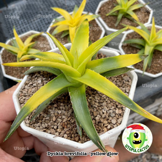 สับปะรดหนาม เบวิโฟเลีย - Dyckia brevifolia yellow glow &gt;&gt;เลือกต้นได้&lt;&lt; // Utopia