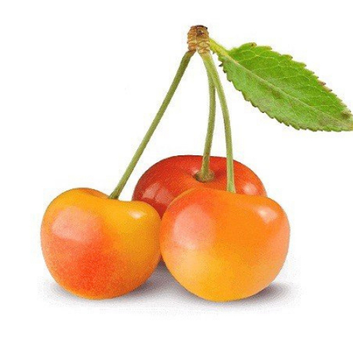 [ต่อกิ่ง 20-50ซม.] ต้นเชอร์รี่อเมริกันพันธิ์ดี รากแข็งแรงมาก ทนทานต่อศัตรูพืชและโรค ผลไม้มากมาย รสหวาน ผลใหญ่ - รูปที่ 3