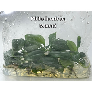 💥250บาท/ถุง10ต้น เนื้อเยื่อฟิโลเดนดรอนมาเมอิ Philodendron Mamei