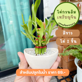 รวม ไผ่กวนอิม พร้อม กระถาง ((ปลูกในน้ำ)) เสริมฮวงจุ้ยบ้าน ต้นไผ่กวนอิม ไม้มงคลประดับโต๊ะทำงาน วางบนโต๊ะทำงานได้