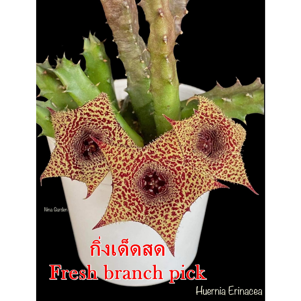 เก๋งจีน Huernia Erinacea *กิ่งเด็ดสด* แคคตัส ไม้อวบน้ำ Cactus and Succulent