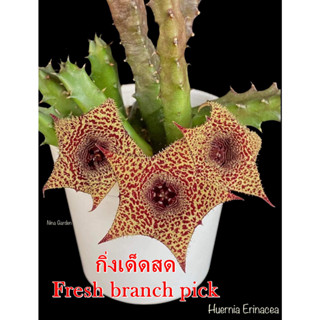 เก๋งจีน Huernia Erinacea *กิ่งเด็ดสด* แคคตัส ไม้อวบน้ำ Cactus and Succulent