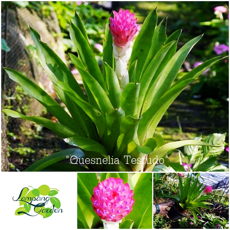 ต้น สับปะรดสี ไมโครโฟน Quesnelia Testudo ส่งแบบถอดกระถาง ไม้กระถาง ไม้ใบ