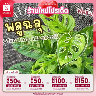 🎉เหลือ 33.- กรอกโค้ดDET50FEB ] ต้นพลูฉลุ ( Monstera adansonii ) พลูฉลุ ฟอร์มกอแน่น! สวย ต้นไม้มงคล ต้นไม้ฟอกอากาศ