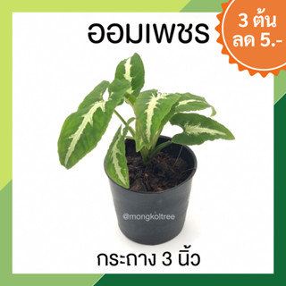 🔥 โปร 9.9🔥 [3 ต้น ลด 5.- ] ออมเพชร ต้นออมเพชร กระถาง 3 นิ้ว Syngonium Podophyllum Wendlandii ออมประกายเพชร ต้นไม้นำโชค