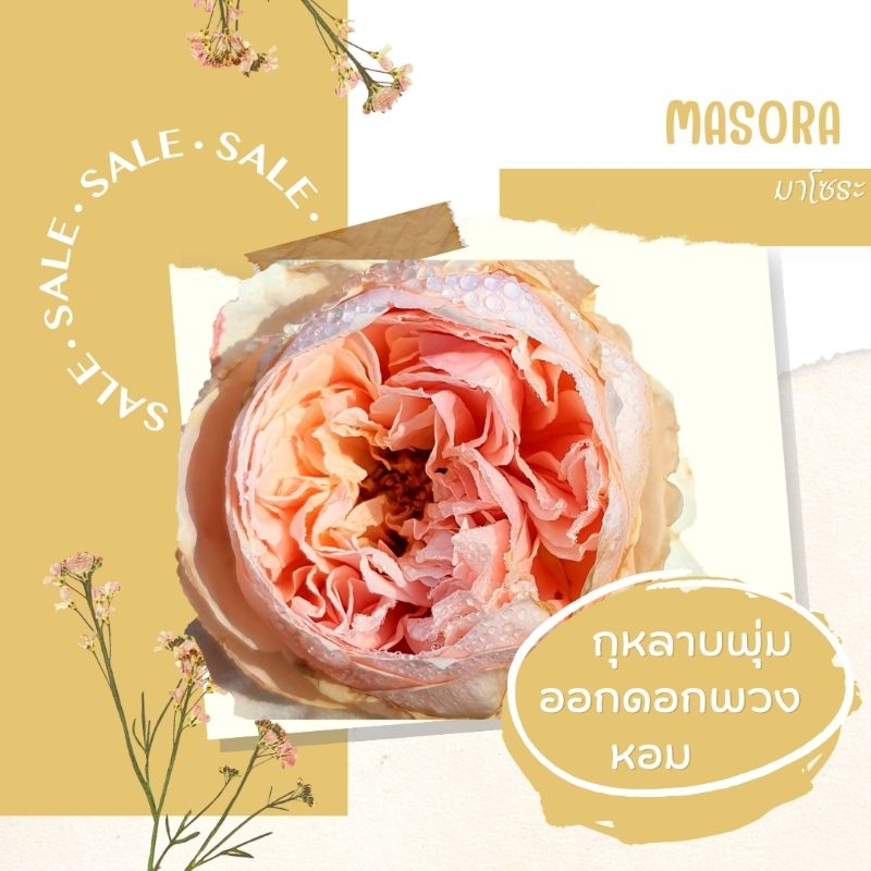 masora กุหลาบพุ่ม ดอกดก หอมแรง