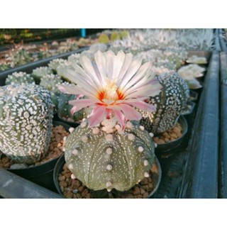 เอสโตร Astrophytum ไม้เมล็ดอยู่ในกระถาง2นิ้วจัดส่งทั้งกระถาง