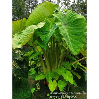 มิโดริ ซาว(ตัดสด)Colocasia Midori Sour