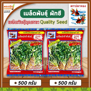 เมล็ดพันธุ์ผักชี ผักชีบิ๊กเอ Big A (500 กรัม) ผักชีบิ๊กเอเมล็ดซีก เมล็ดผักชีปลาทอง เมล็ดพันธุ์ผักชีถุงใหญ่ ตราปลาทอง