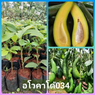 🥑#ต้นอโวคาโด 034 พันธุ์แท้ ต้นเสียบยอดสวยๆ