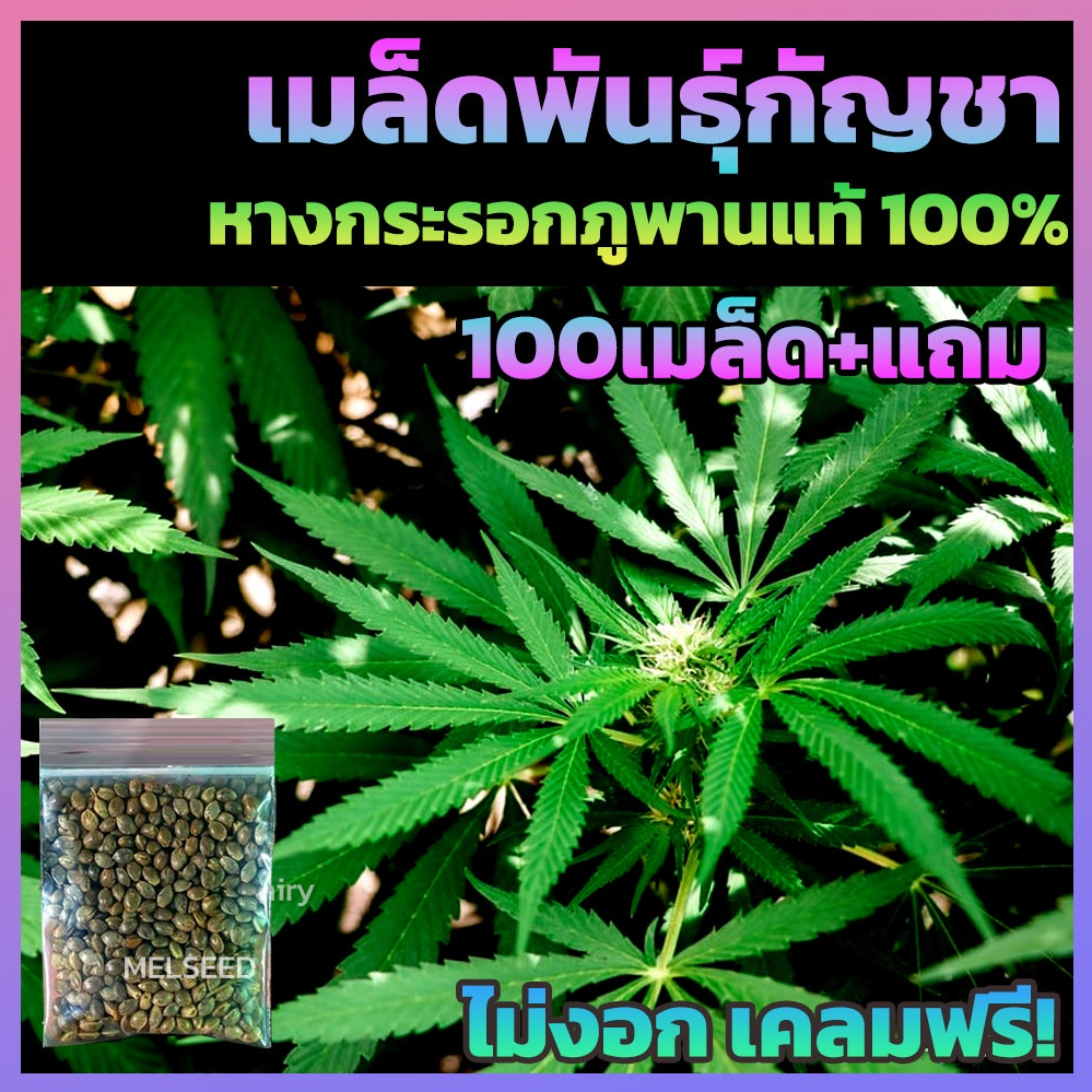 [100+เมล็ด] เมล็ด กั ญ ช า ห า งก ร ะ ร อ ก ภู พา น แท้ % มีแถมเมล็ดให้ทุกซอง ++ ไม่งอก เคลมฟรี!