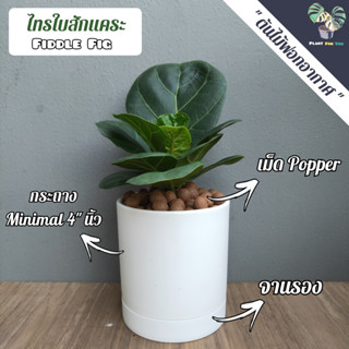 🌿ไทรใบสักแคระ" Mini Fiddle Fig " (ต้นไม้ฟอกอากาศ) พร้อมกระถางทรงกระบอก5"นิ้ว"+จานรอง+เม็ดPopper