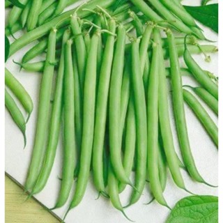 เมล็ดพันธุ์ ถั่วแขก 10 เมล็ด BUSH BEAN ชอบแดดจัด ปลูกแบบขึ้นค้าง มีวิธีปลูกหลังซอง เมล็ดผัก ถั่วแขก เมล็ดถั่วแขก