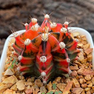 ยิมโนด่าง GYmno variagata seedings ขนาดกระถาง 3 นิ้ว (จัดส่งทั้งกระถาง) กระบองเพชร Cactus ต้นไม้สวยงาม