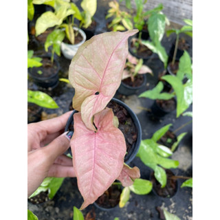 ออมชมพู ล็อตใหม่ต้นใหญ่ ไม้วางข้อ( PINK SYNGONIUM)