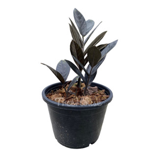 กวักมรกตดำกระถาง 6 นิ้ว (มีหัวทุกต้น) (zamioculcas zamiifolia black) pot 6"