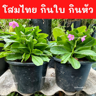 โสมไทย  ต้นโสมไทย โสมกินใบ บำรุงร่างกาย พร้อมปลูก ในกระถาง5-6 นิ้ว  กินได้ทั้งราก กินได้ทั้งใบ