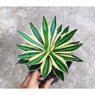 อากาเว่ "Agave lophantha quadricolor"ต้นสวยๆ