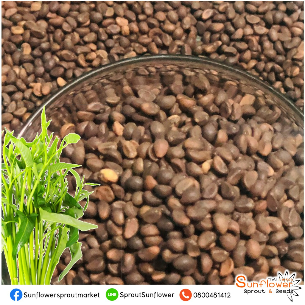 NEW!! ผักบุ้งแก้ว ผักบุ้งเย็นตาโฟ เมล็ดผักบุ้งแก้ว เมล็ดพันธุ์ผักบุ้งแก้ว เมล็ดผักบุ้ง บรรจุถุงละ 1 กิโลกรัม