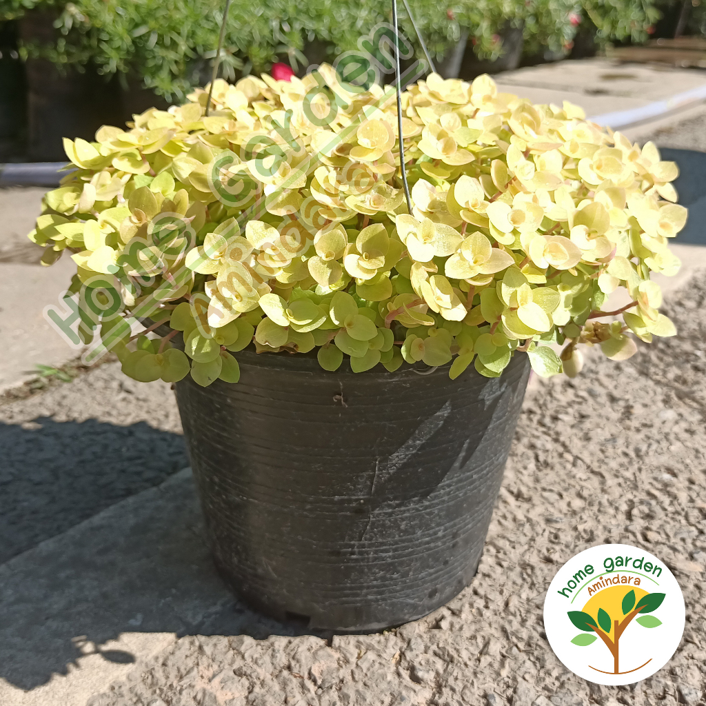 🪴 ต้นริบบิ้น ชาลี สีทอง สีเหลืองทอง น่ารัก เลี้ยงง่าย 🍁🌱🌸ริบบิ้นชาลีสีทอง ไม้แดด ใบสวย กระถาง 5-8 นิ