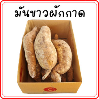 มันขาวผักกาด ราคาถูก มันเทศ