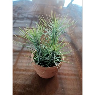 Tillandsia funckiana กระถาง 3 นิ้ว