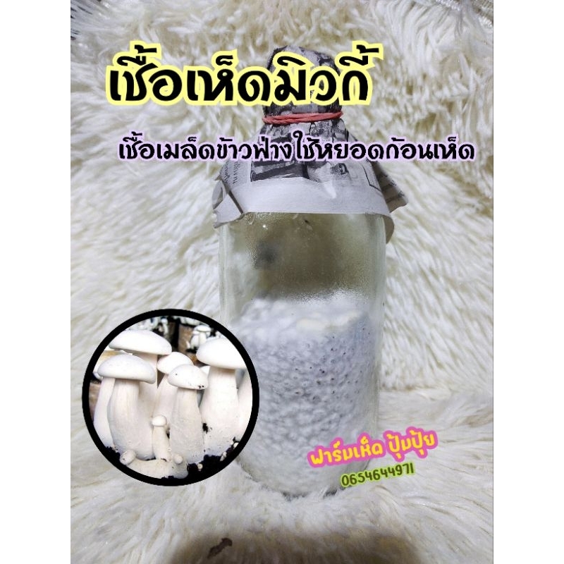 เชื้อเห็ดมิวกี้เชื้อเมล็ดข้าวฟ่าง 1 ขวดใช้หยอดกับก้อนเชื้อเห็ด