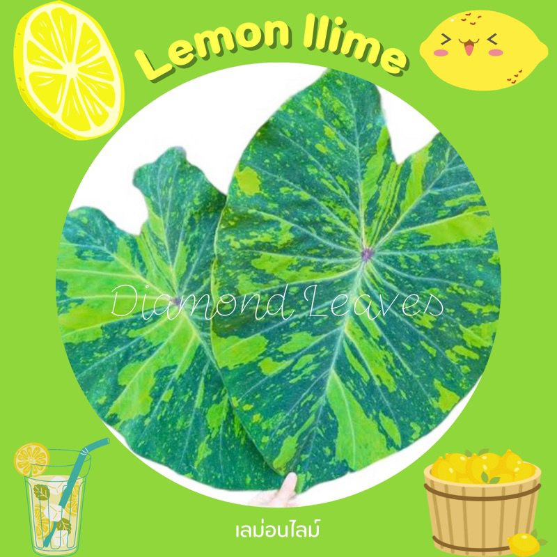 โคโลคาเซียเลม่อนไลม์🔥5ต้น45บาท🔥Colocasia lemon lime gecko ส่งห่อตุ้มตัดใบ แท้100%