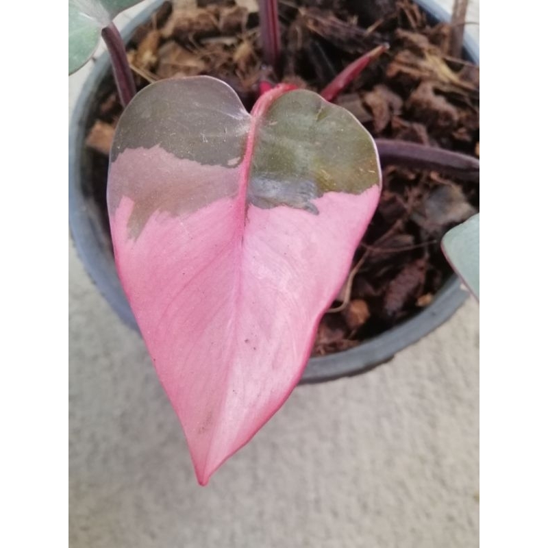Philodendron​ Pink Princess​